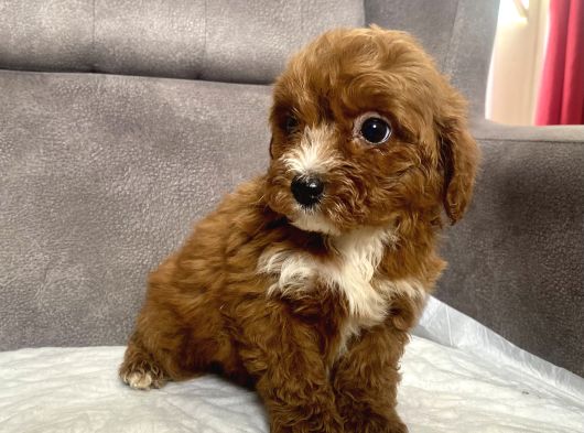 TEACUP BOY MALTIPOO OĞLUM