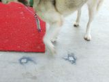 Acil Uyguna Sahiplendirme Husky 6 Aylik