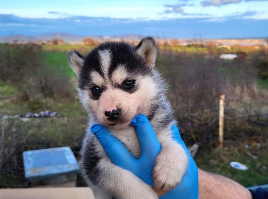 Dişi Erkek Husky Yavrularımız görsel