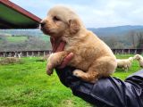 Dişi erkek golden retriver yavrularımız