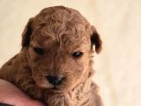 Oyuncak Ayıcık Görünümlü Toy Poodle Yavrular