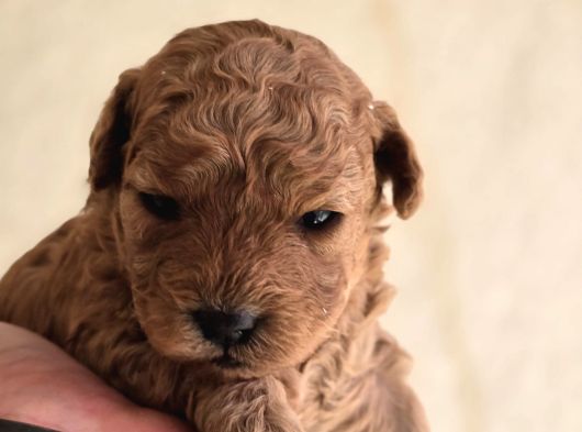 Oyuncak Ayıcık Görünümlü Toy Poodle Yavrular görsel