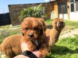 Profesyonel Üretim Çiftliğinden Maltipoo Bebekler