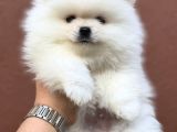 Yurtdışı Pasaportlu Pomeranian Yavrularımız