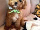 Malti̇poo Ci̇nsi̇ Yavrular Ev Üreti̇mi̇
