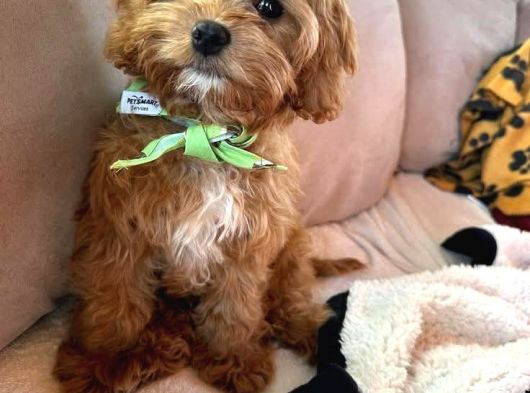 Malti̇poo Ci̇nsi̇ Yavrular Ev Üreti̇mi̇ görsel