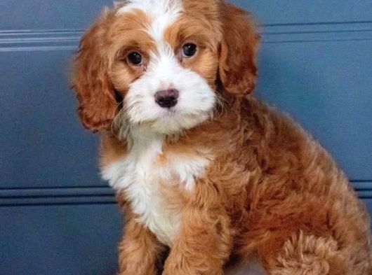 Malti̇poo Ci̇nsi̇ Yavrular Ev Üreti̇mi̇
