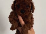 TOY POODLE SEVİMLİ YAVRULAR EV ÜRETİMİ