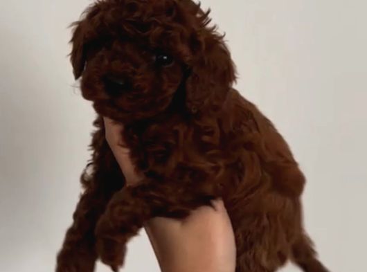 Toy Poodle Sevi̇mli̇ Yavrular Ev Üreti̇mi̇ görsel