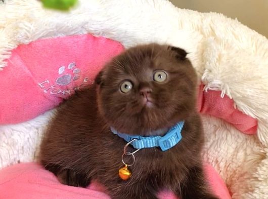 Cinnamonların En Özeli En Güzeli Babyface Scotısh Fols