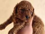 Mini Boy Toy Poodle  Sağlıklı  Irk Garantili