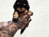 Phantom Poodle Yavru  Üretim Çiftliğinden