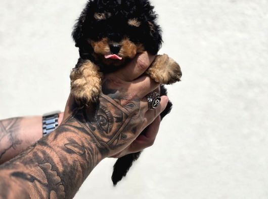 Phantom Poodle Yavru  Üretim Çiftliğinden