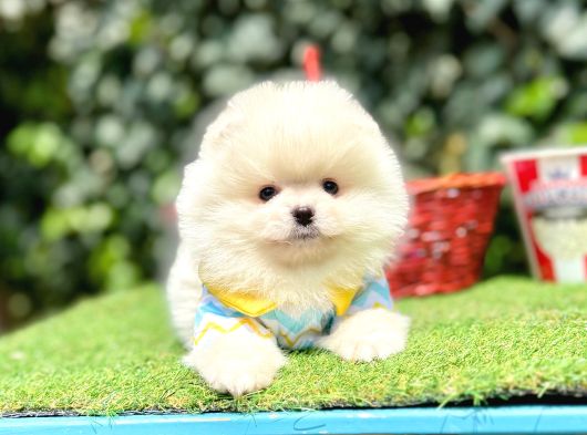Pomeranianboo Teddy Bear Yavrularımız görsel