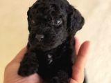 Jet Black Toy Poodle Minicik Bebişler