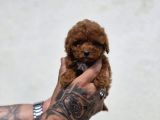 Irk  Sağlık Garantili Maltipoo Bebekler