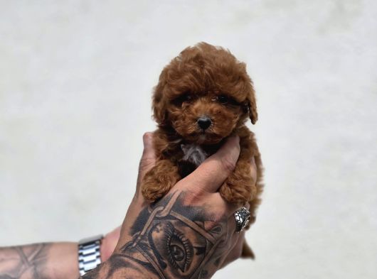 Irk  Sağlık Garantili Maltipoo Bebekler görsel