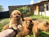 Kaliteli Üretim Çiftliğinden Maltipoo Bebekler
