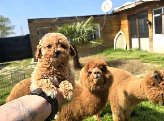 Kaliteli Üretim Çiftliğinden Maltipoo Bebekler görsel
