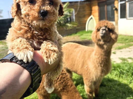 Kaliteli Üretim Çiftliğinden Maltipoo Bebekler görsel