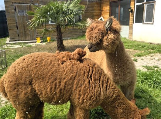 Profesyonel Üretim Çiftliğinden Maltipoo Bebekler görsel