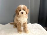 MİNİ LABRADOODLE MUHTEŞEM RENK DAĞILIMI