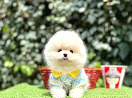 Pomeranianboo Teddy Bear Yavrularımız görsel
