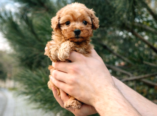 A Kalitee Kore Maltipoo Yavrularımız