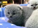 Scottish Fold Bebekler