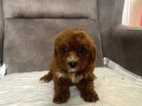 Teacup Boy Maltipoo Oğlum