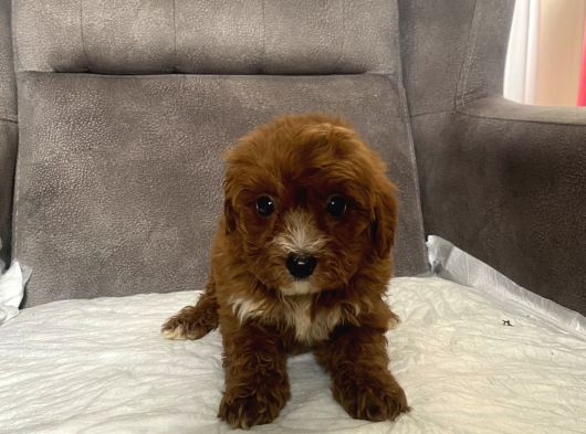 Teacup Boy Maltipoo Oğlum görsel