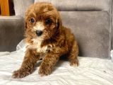 Teacup Boy Maltipoo Oğlum