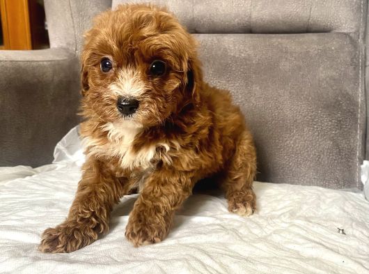 Teacup Boy Maltipoo Oğlum görsel