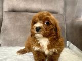 Teacup Boy Maltipoo Oğlum