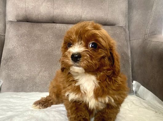 Teacup Boy Maltipoo Oğlum görsel