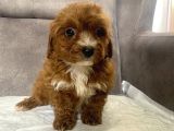 Teacup Boy Maltipoo Oğlum