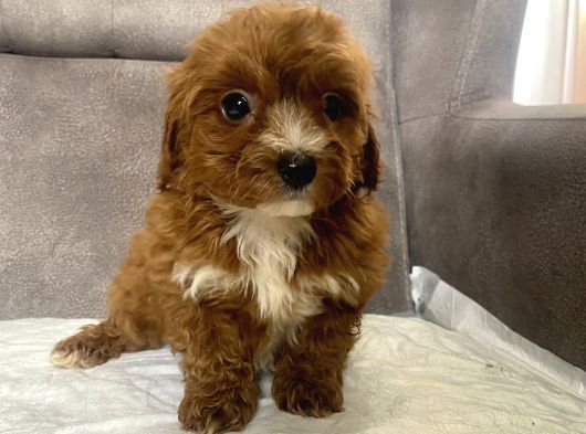 Teacup Boy Maltipoo Oğlum görsel