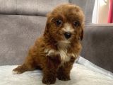 Teacup Boy Maltipoo Oğlum