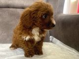 Teacup Boy Maltipoo Oğlum