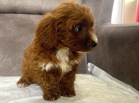Teacup Boy Maltipoo Oğlum görsel