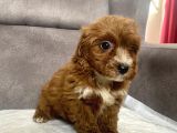 Teacup Boy Maltipoo Oğlum