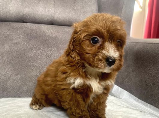 Teacup Boy Maltipoo Oğlum görsel