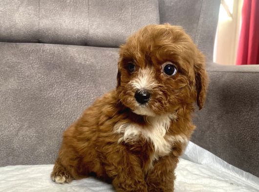 Teacup Boy Maltipoo Oğlum görsel