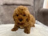 Mi̇ni̇ Boy Maltipoo Erkek Yavrularim