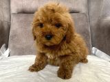 Mi̇ni̇ Boy Maltipoo Erkek Yavrularim