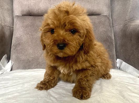 Mi̇ni̇ Boy Maltipoo Erkek Yavrularim görsel