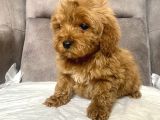 Mi̇ni̇ Boy Maltipoo Erkek Yavrularim