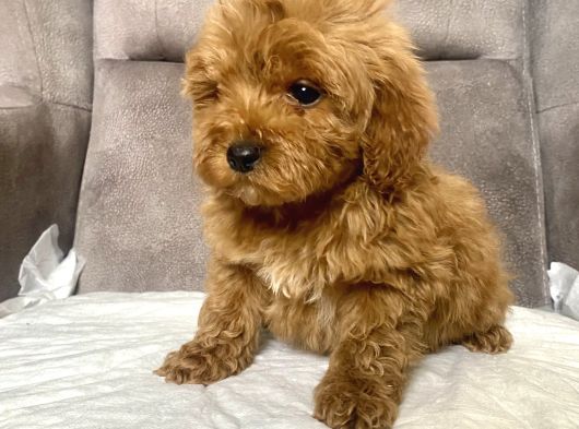 Mi̇ni̇ Boy Maltipoo Erkek Yavrularim görsel