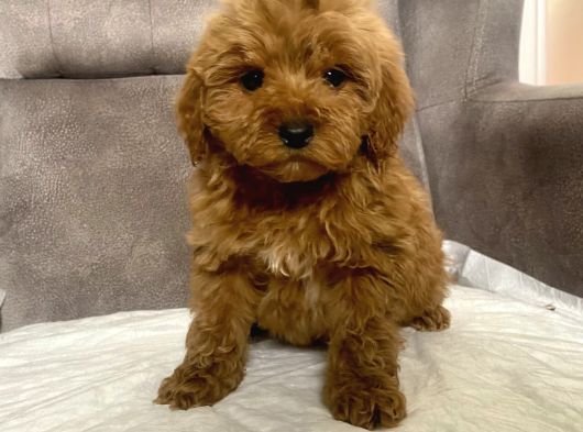 Mi̇ni̇ Boy Maltipoo Erkek Yavrularim görsel