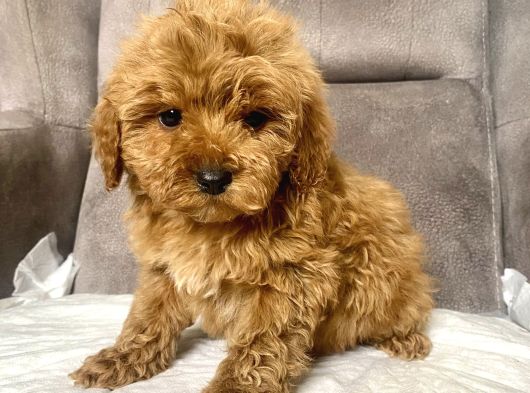 Mi̇ni̇ Boy Maltipoo Erkek Yavrularim görsel